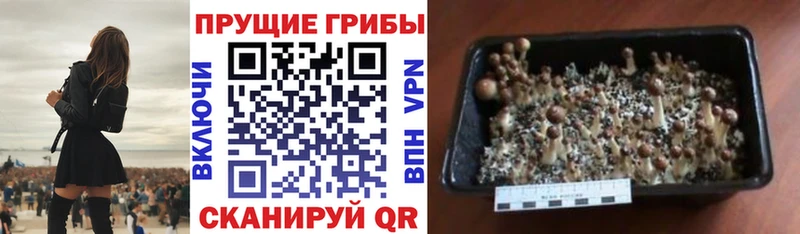 цена   Карачаевск  Галлюциногенные грибы Cubensis 